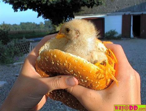 funny-pictures-the-real-chicken-sandwhich-qka.jpg