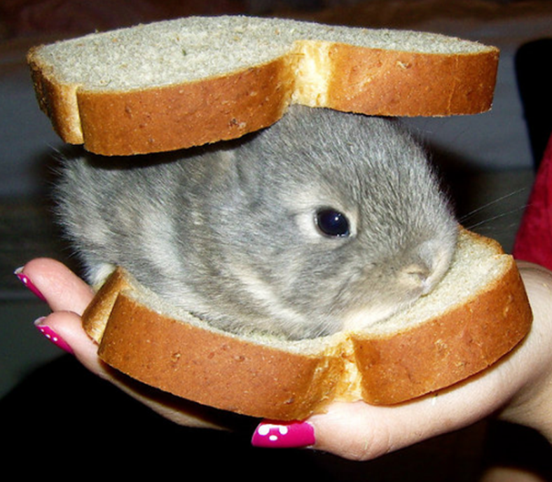 bunny-sandwich1.png