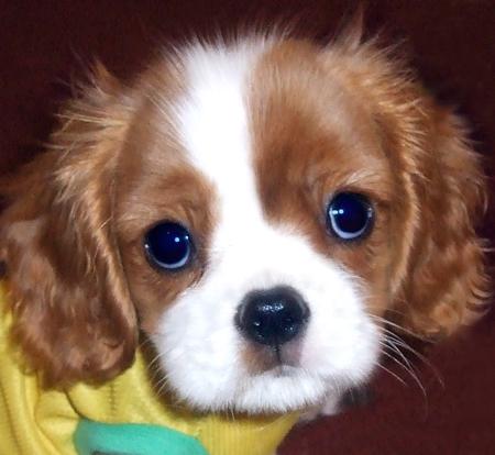 Fossee the Cavalier King Charles Spaniel