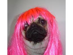 pug pink wig